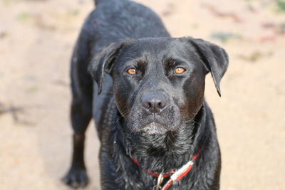 Portrait of black dog on sand