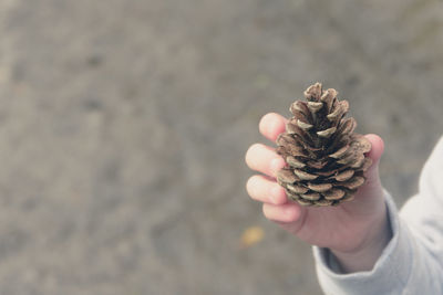 Close-up of hand holding leaf