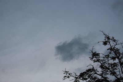 Low angle view of tree against sky