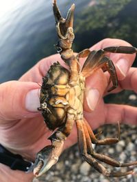 Close-up of a hand holding insect