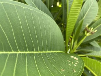 Close-up of green leaves