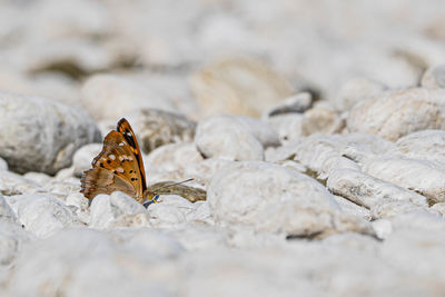 Close-up of butterfly on rock