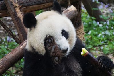 Close-up of panda eating food