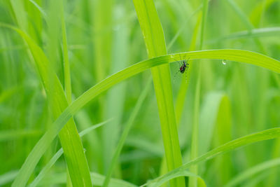 Close-up of insect on grass