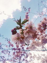 Low angle view of pink flowers blooming on tree