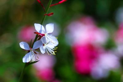 Close-up of white flowering plant