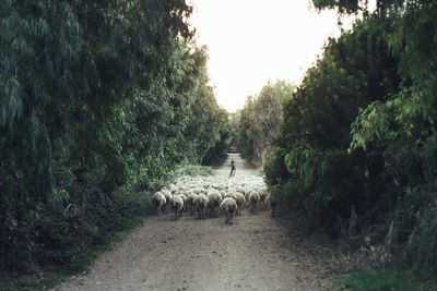 View of sheep walking on road amidst trees