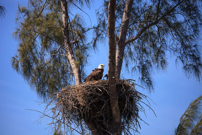 Bald eagle haliaeetus leucocephalus feeds the eaglets in their nest of chicks on marco island