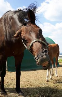 Close-up of horse smiling