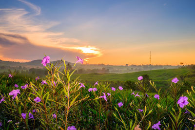 Purple flowering plants on field against sky during sunset