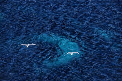 High angle view of birds swimming in sea