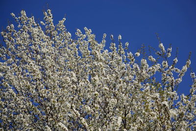 Low angle view of cherry blossom against blue sky
