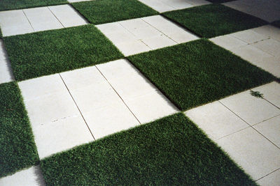 High angle view of grass