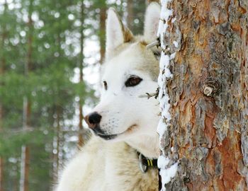 Close-up of dog on tree trunk