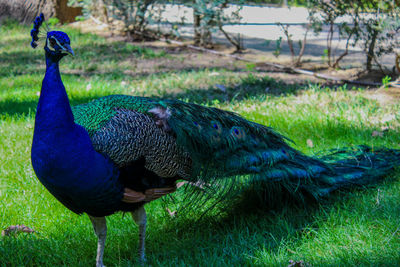 Close-up of peacock