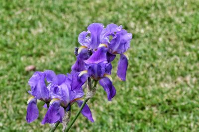 Close-up of purple flowering plant on field