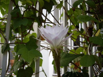 Close-up of insect on plant