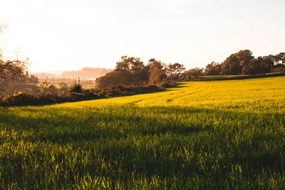 Scenic view of field against sky