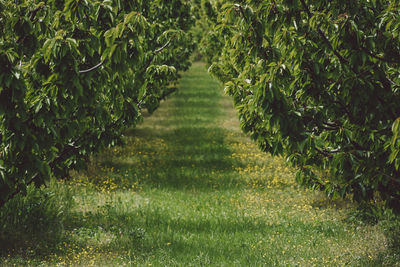 Trees with grass lawn