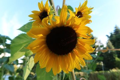 Close-up of yellow sunflower