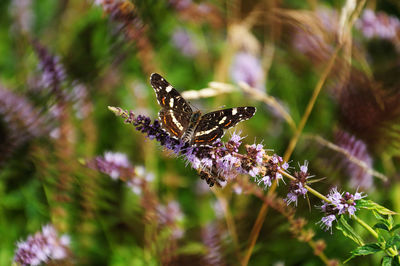 Close-up of butterfly pollinating on flower