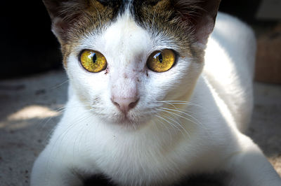 Close-up portrait of a cat