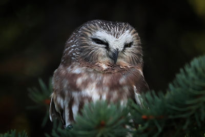 Close-up of a bird