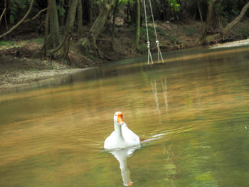 Bird swimming in lake