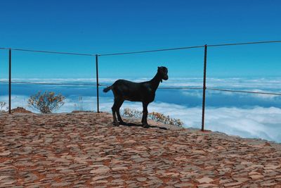 Close-up of dog against blue sky