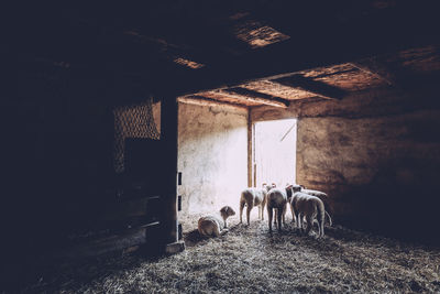 Sheep in barn