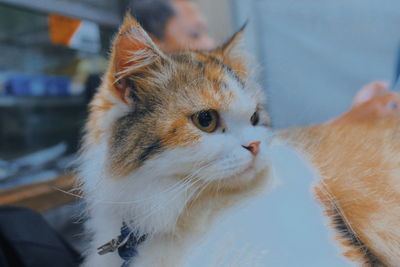 Close-up of cat looking away