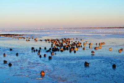 Flock of birds swimming in sea against sky