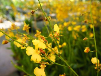 Close-up of insect on yellow flowering plant