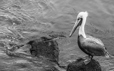 Bird perching on rock by lake