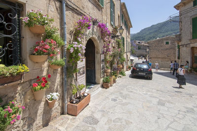 Potted plants outside building