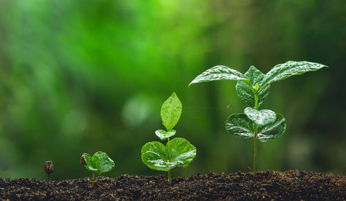 Close-up of saplings growing on land