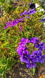 Close-up of purple flowering plants