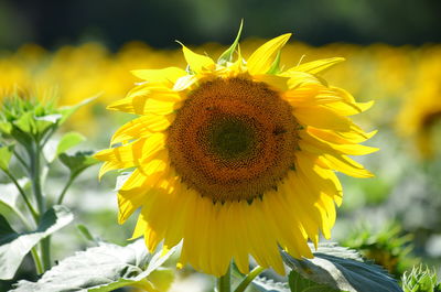 Close-up of sunflower