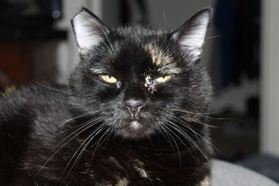 Close-up portrait of cat