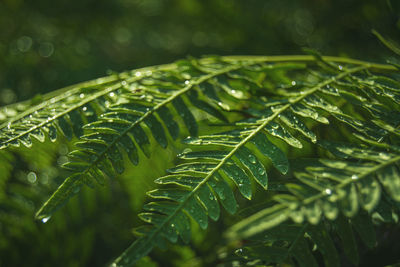 Close-up of fern leaves