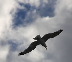 Low angle view of seagull flying