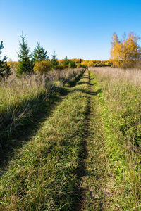 Plants growing on field against sky