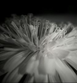 Close-up of flowers