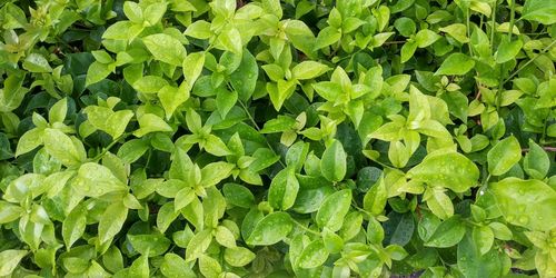 Full frame shot of leaves on field