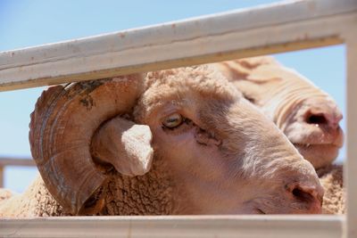 Close-up of goat
