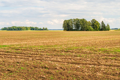 Green corn maize field in early stage. agricultural landscape. countryside field.