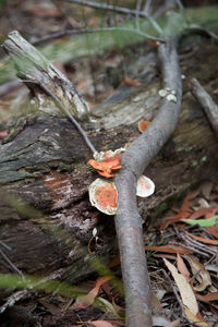 Close-up of tree