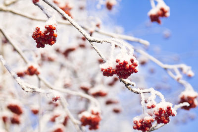 Close-up of frozen berries on tree