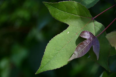 Close-up of insect on leaves