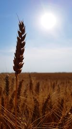 Close-up of plants on field against sky